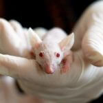 tests sur animaux en cosmétique : réglementation et interdiction